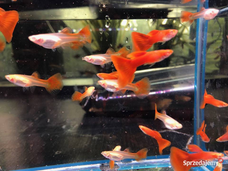 Gubik Full Red Albino Justynów