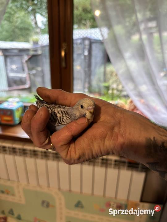 Papużki faliste ręcznie karmione Ptaki Zasań