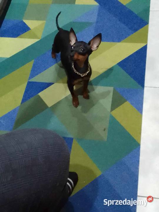 Pinczerek miniaturka suczka i piesek