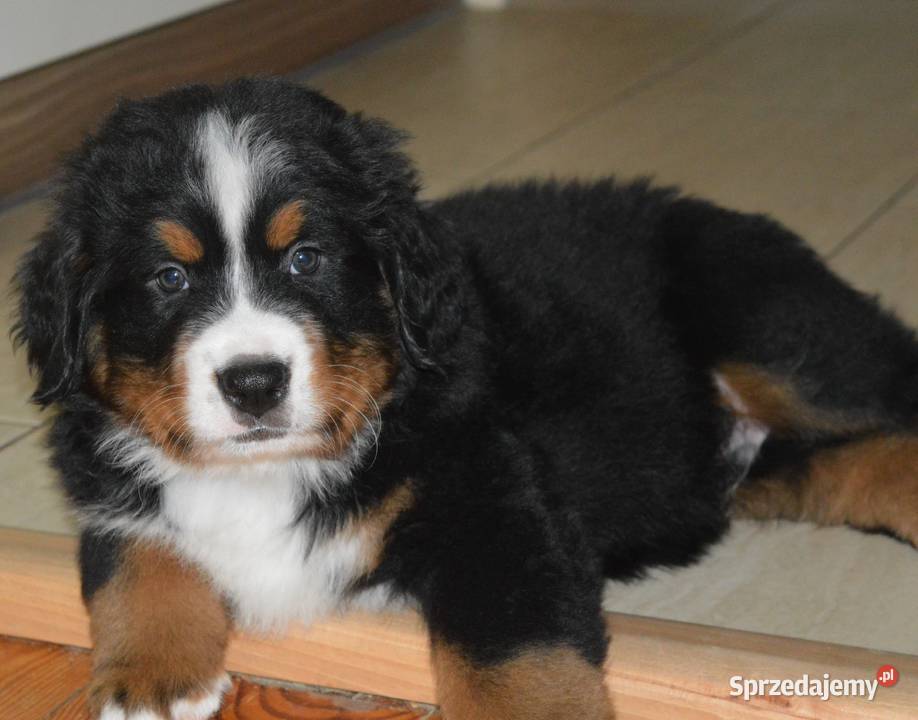 Śliczne Berneńskie psy pasterskie Bochnia