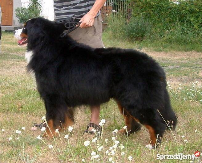 Reproduktor Berneński Pies Pasterski krycie Barcin