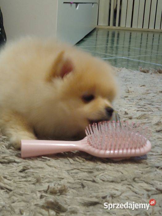 Izzy sunia szpica miniaturowego na sprzedaż Łódź sprzedam