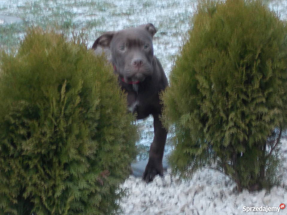 Suczka Pit Bull mazowieckie Płock