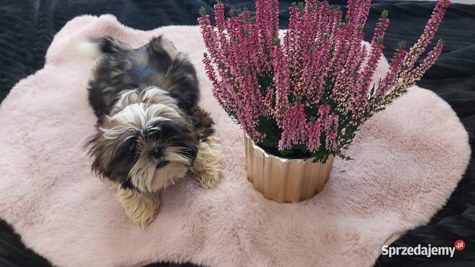 Śliczny wesoły piesek shih tzu sprzedam