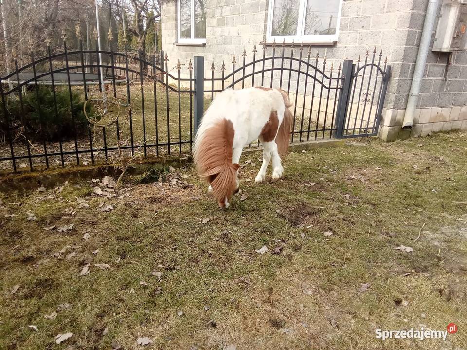 Ogierek kucyk świętokrzyskie