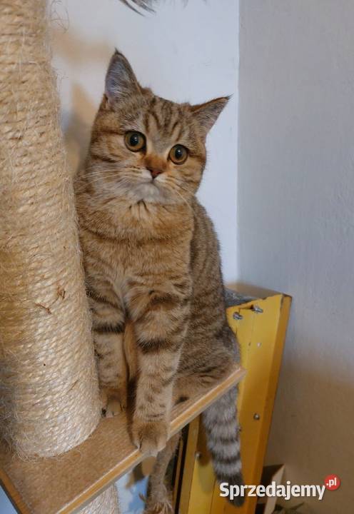 Kotka brytyjska złota ticked Zawiercie sprzedam