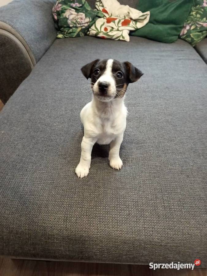 Jack Russell Terrier Kamieńskie Młyny