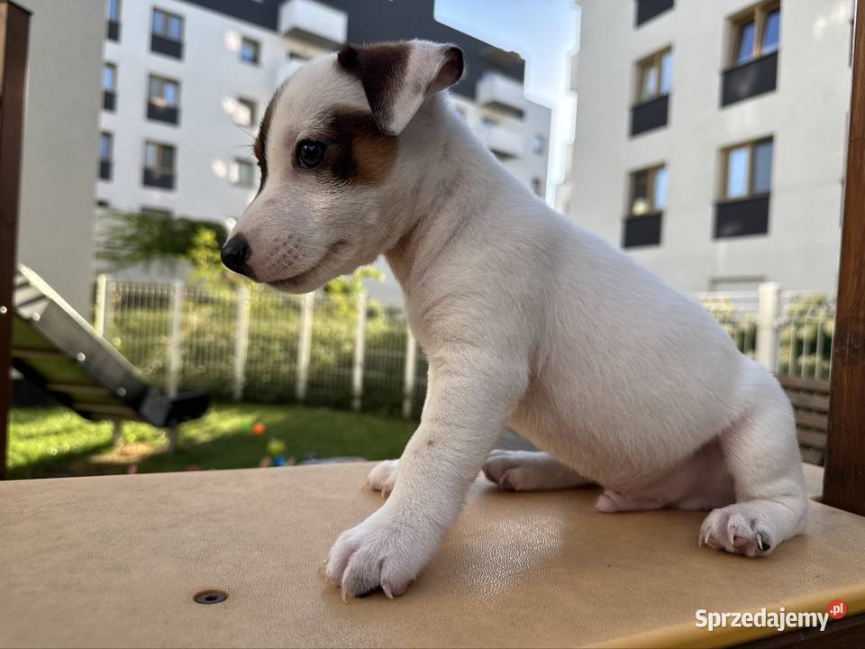 Rasowy Jack Russell Terrier ARTHOR z rodowodem wielkopolskie Poznań
