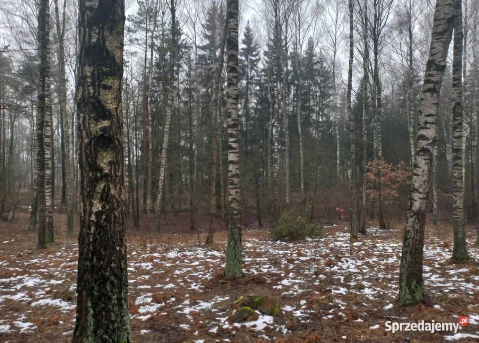 Sprzedam las mieszany z gruntem 139 ha Rolnictwo warmińsko-mazurskie Turza Wielka sprzedam