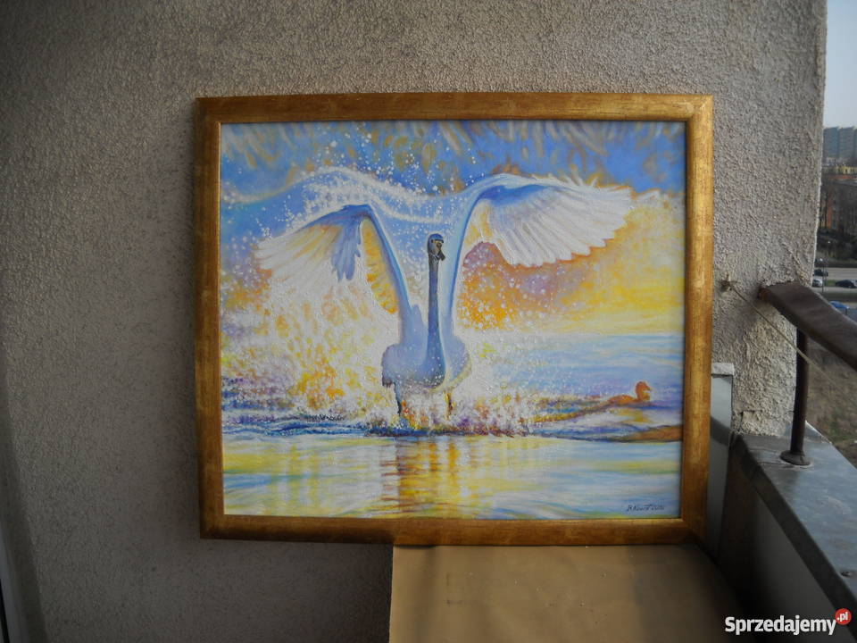 ŁABĘDŹolej 70x60 sprzedam