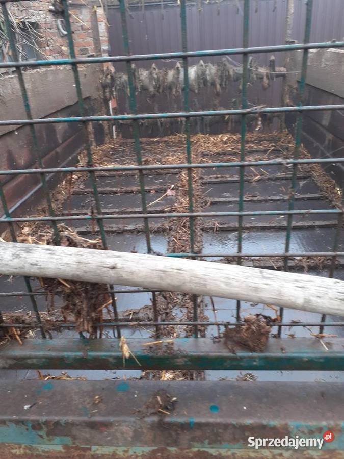 Rozrzutnik obornika tandem Bukówiec Górny sprzedam