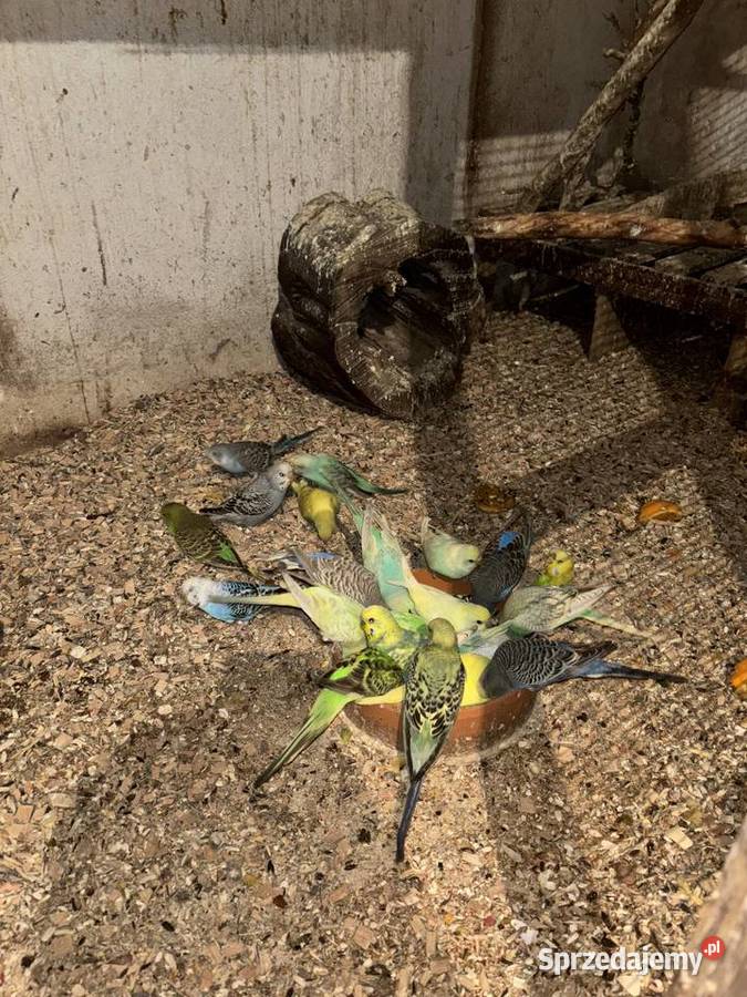 Papugi faliste młode i pary lęgowe zwykłe i Gdów