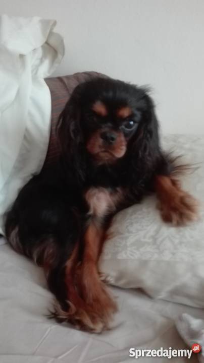 Cavalier King Charles Spaniel Szczenięta Sulejówek sprzedam