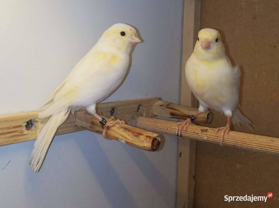 Samciec zielony 2019 samice 2020