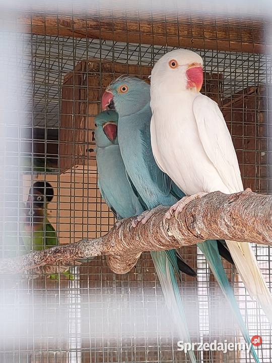 Papugi aleksandretty rozelle Ptaki