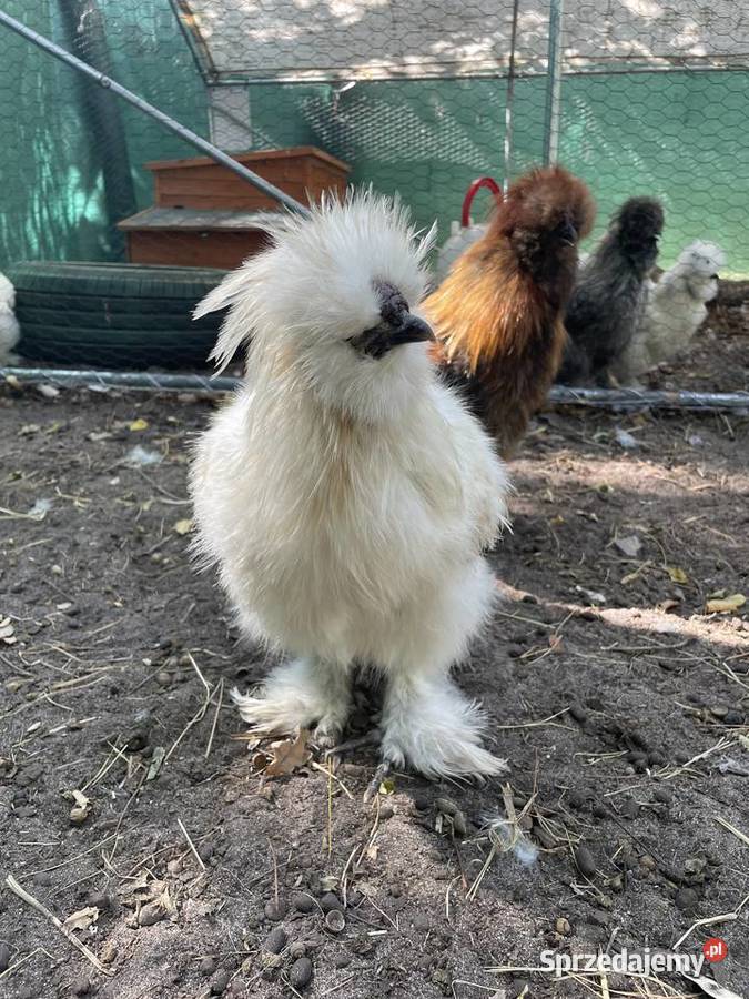 kura jedwabista koguciki silki różne umaszczenia Warszawa