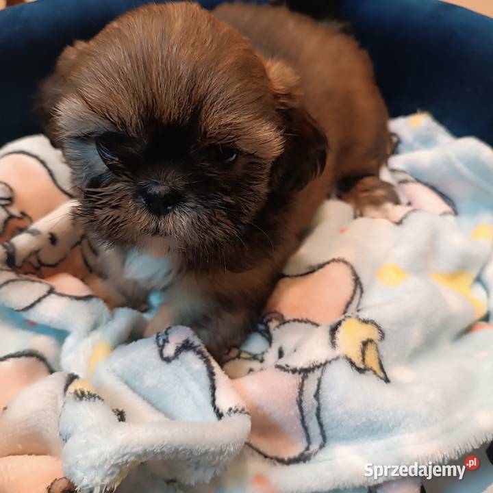 Shih tzu suczka Shih Tzu Bolesławiec