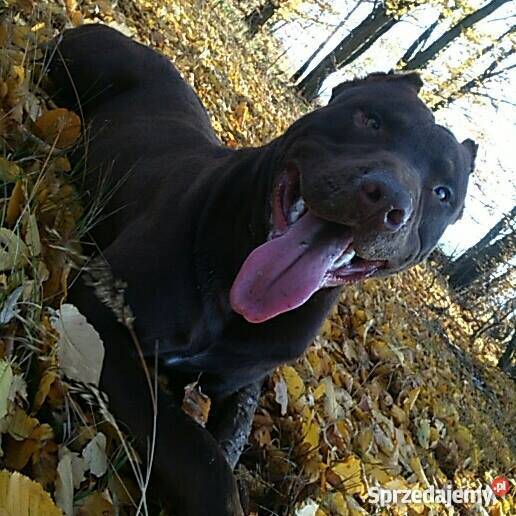 PitBull Red Nose Staffik Szczeniak pierwszy z