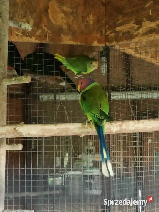 Alejsandretty śliwogłowe pary lęgowe podkarpackie Przemyśl sprzedam