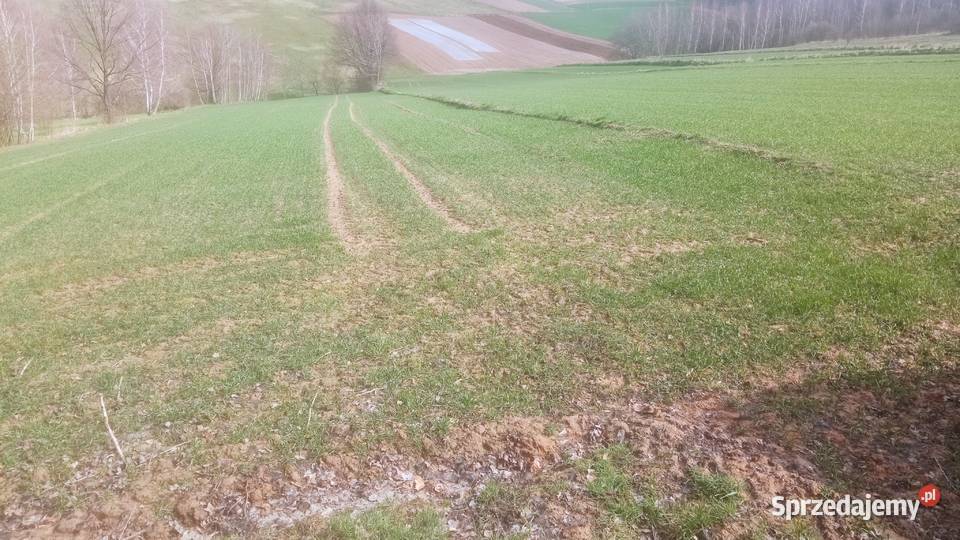 Rolna z potencjałem Owczary