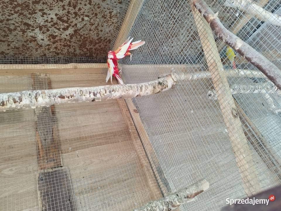 Rozelle Białolice Królewskie aleksandretty Zwierzęta Szczerców