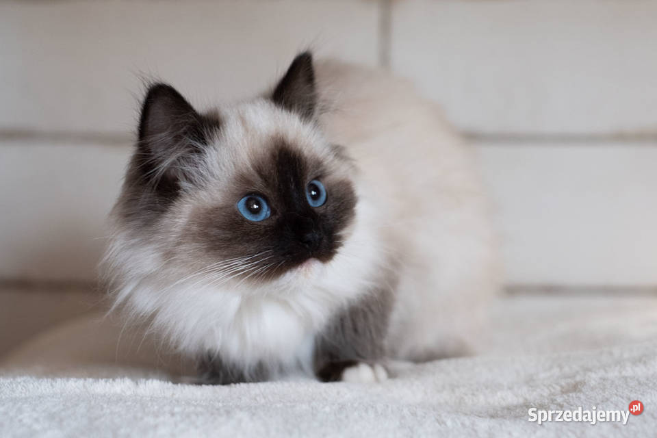 ragdoll kocur kocurek rodowód FPL felinoterapia Gorzów Wielkopolski