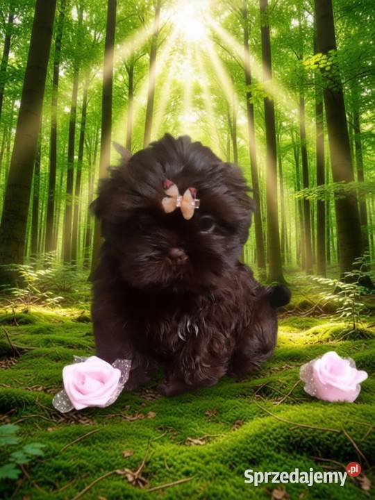 JUŻ DO ODBIORU piękna suczka rasy ShihTzu