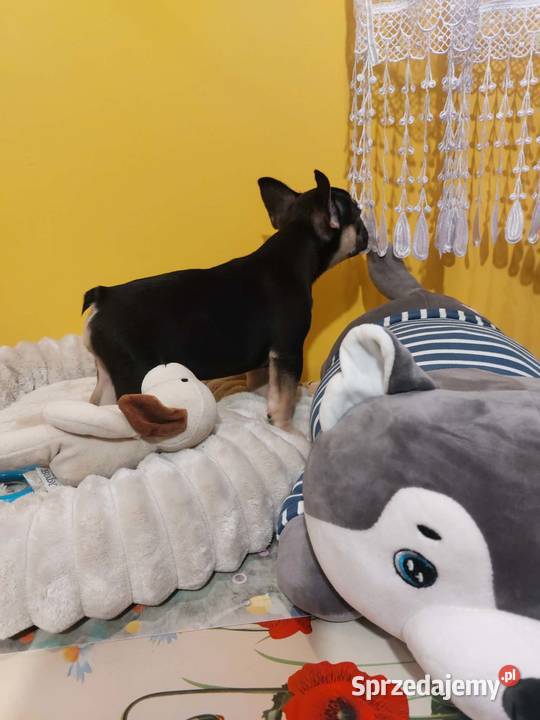 SuczkiPiesek buldog francuski Warszawy mazowieckie Płońsk