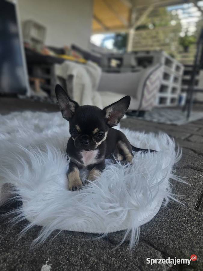 Mini dziewczynka chihuahua 11 tyg Chihuahua