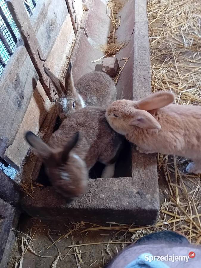 Króliki Tomaszowice-Kolonia