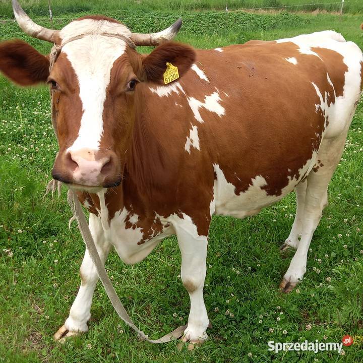 Sprzedam Krowę Jedlicze sprzedam