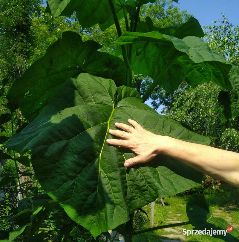 Paulownia nasiona 8001000 Cesarskie drzewko Przemyśl