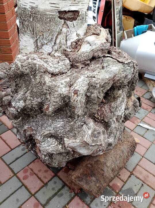 Brzoza czeczot rozmiar XXXXL Dom i Ogród wielkopolskie Nowy Tomyśl