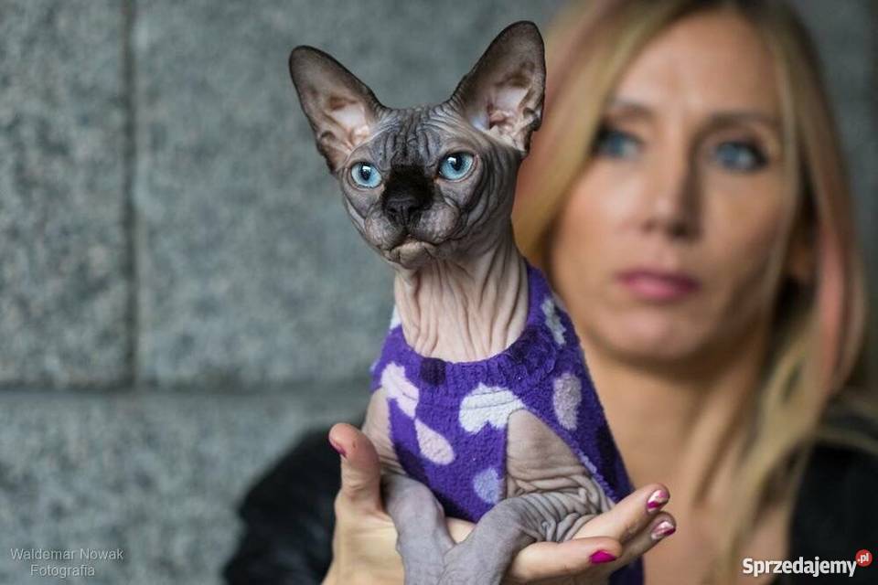 SPHYNX CANADIAN Sfinks Kanada Warszawa Sosnowiec Sfinks