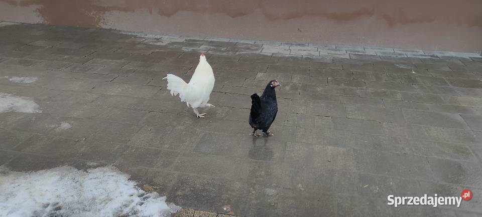 Kury karzełki liliputki Tokarówka