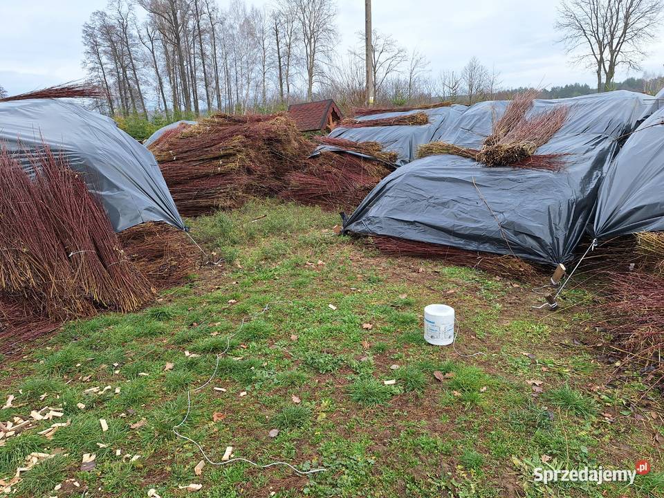 Wiklina zielona wykoszona niesortowana Leżajsk