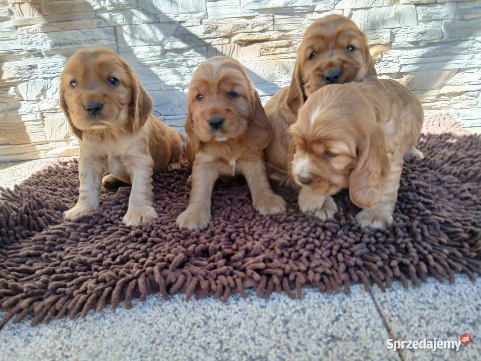 Śliczne Szczenięta Cocker Spaniel Angielski Sieradz