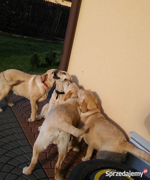 Młode 6cio miesięczne psy Labrador z rodowodem Gołdap