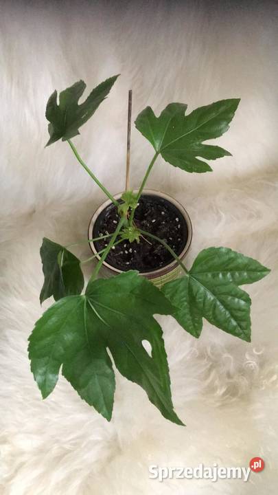 Fatsja japońska mazowieckie Warszawa sprzedam