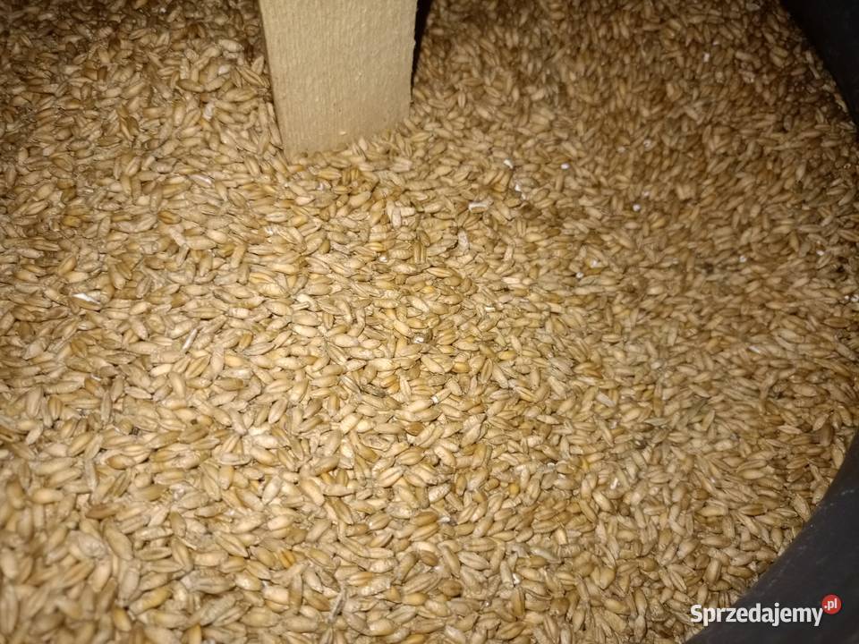 Pszenzyto Zboża Komórki