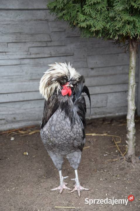 JAJA LĘGOWE CZUBATKI Łochów sprzedam