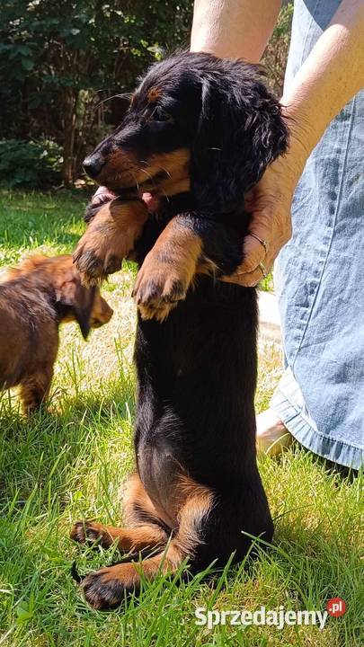 Jamniki dlugowlose miniaturowe sprzedaz Jamnik Sieradz