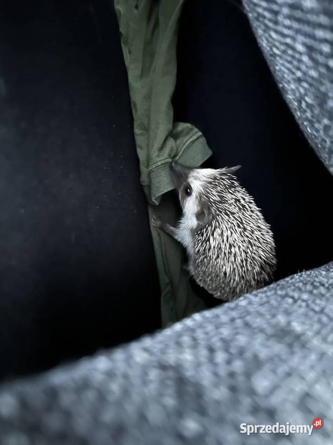 Jeż Pigmejski Białystok
