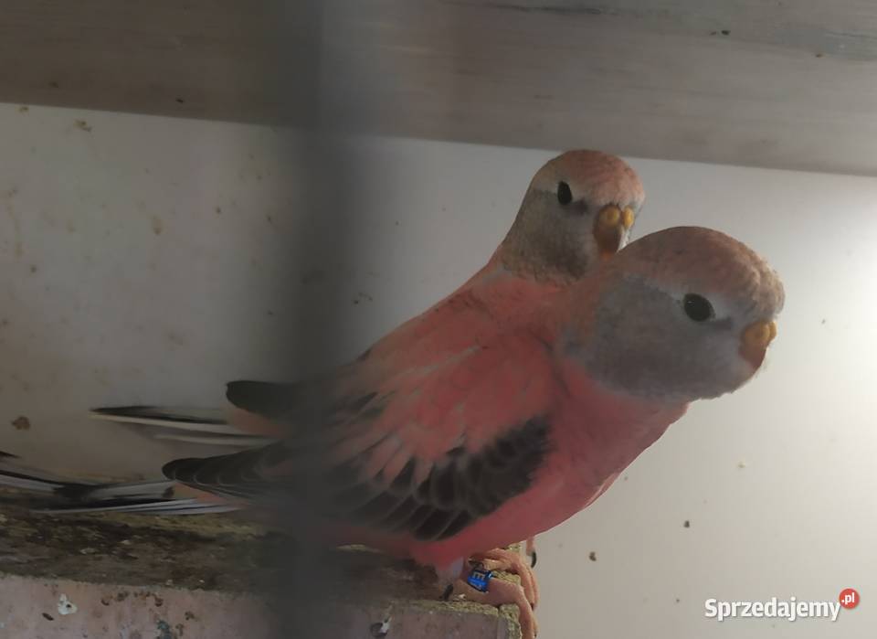 Liliank papugiililianki różowe dolnośląskie Kłodzko