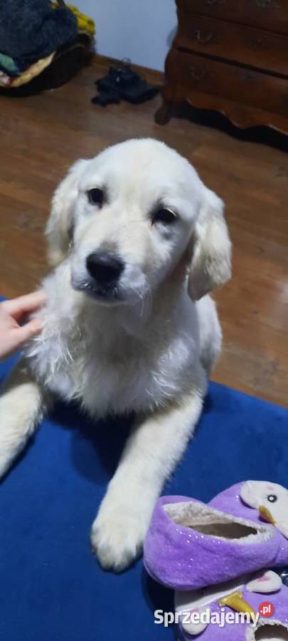 Piesek Golden Retriever Krzywiń sprzedam