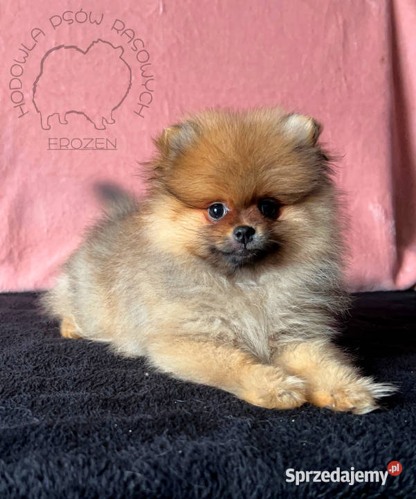 Szpic miniaturowy Pomeranian suczka ORANGE Łódź