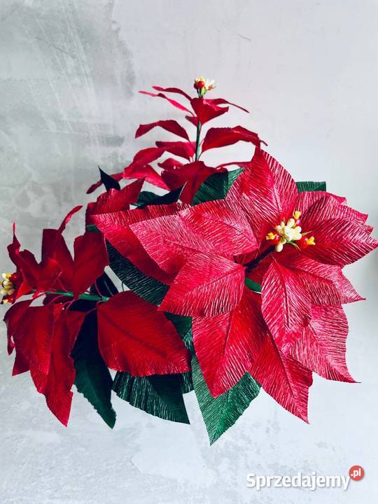 GWIAZDA BETLEJEMSKA Poinsecja w doniczce Zielona Góra sprzedam