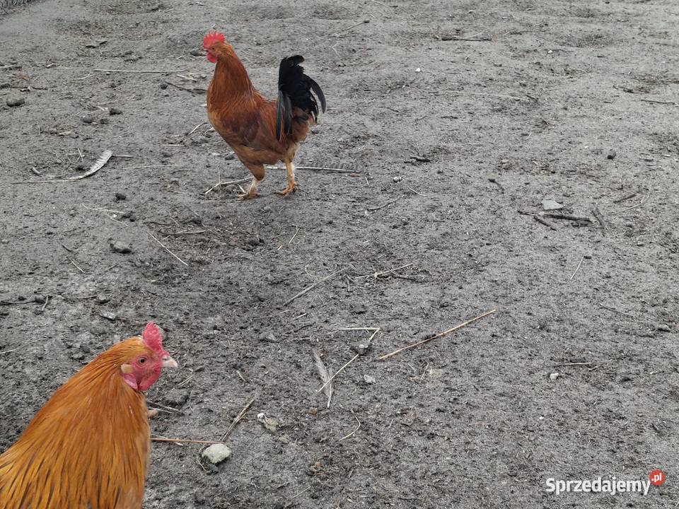 koguty z wolnego wybiegu młode Drób i ptactwo