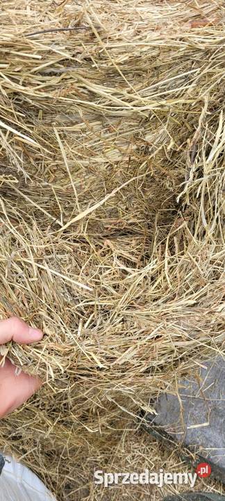 Sianokiszonka mazowieckie Obryte