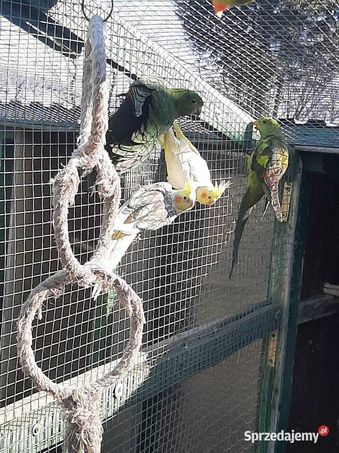 Papugi nimfy para Skała